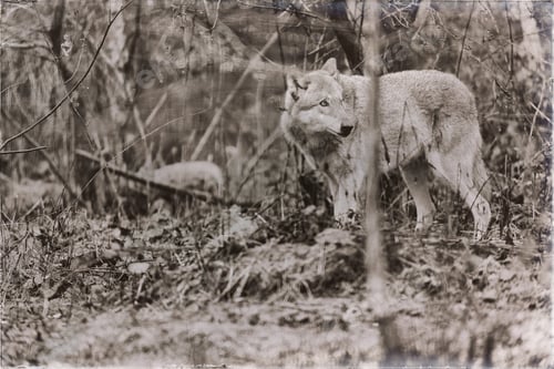 Preview: Classic Sepia Photo Of Solitary Wolf Standing In Rainy Forest.