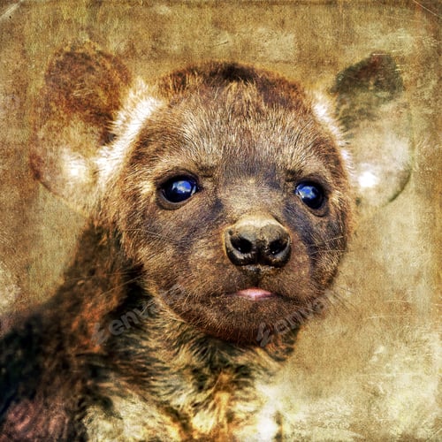 Preview: Hyena Cub On Textured Grunge Background