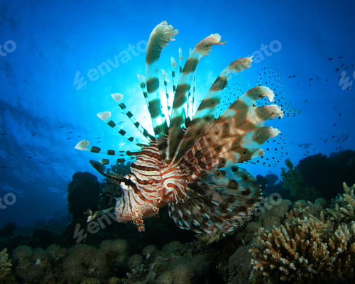 Preview: Lionfish
