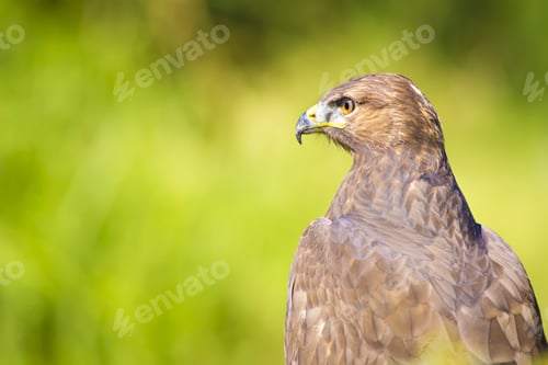 Preview: Hawk Portrait. Green Nature Background Long Legged Buzzard / Buteo Rufinus