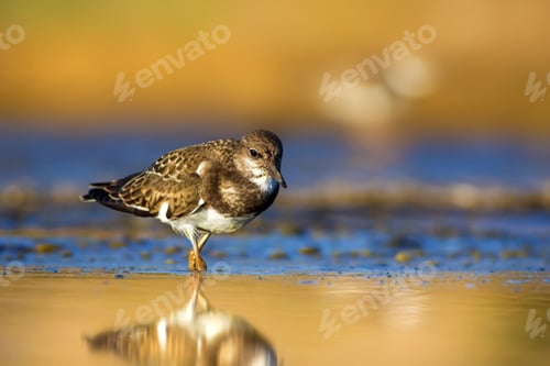 Preview: Cute Water Bird. Colorful Nature Background. Bird: Ruddy Turnstone.