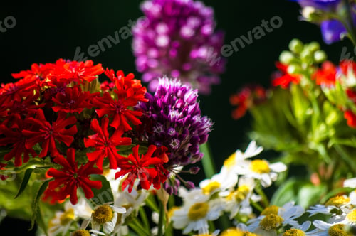 Preview: A Colorful Bouquet Of Bright Spring Flowers Of Various Types, Close-Up