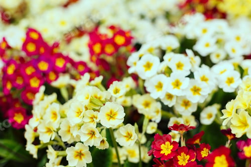 Preview: Colorful Primroses Flowers For Background. Primrose Primula Vulgaris Perennial Plant In Early