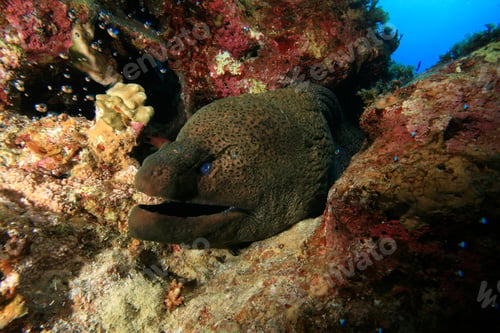 Preview: Giant Moray Eel (Gymnothorax Javanicus)