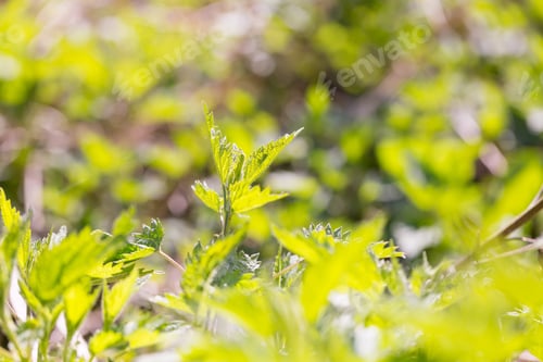 Preview: Close Up Of Leaves Of Green Wild Nettle. Nettle Growing On Meadow