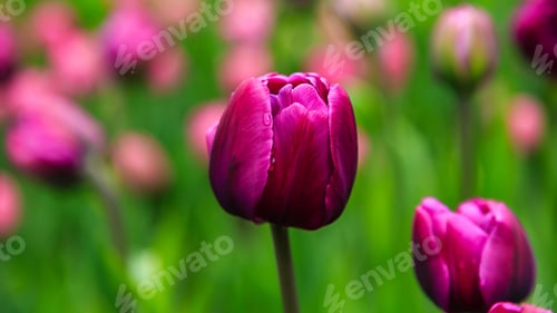 Preview: Purple Flower Of Tulip Sort Double You. Hybrids Of Tulips - A Beautiful Spring Bulbs. Growing