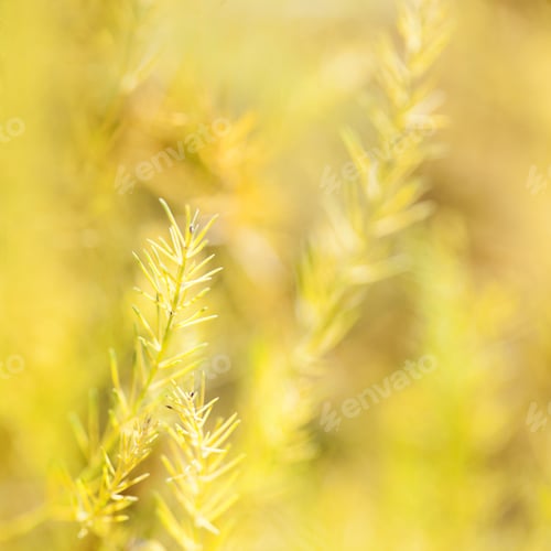 Preview: Dried Asparagus Plant