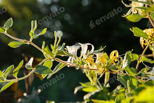 Preview: White Lonicera Japonica (Caprifolium Perfoliate) Honeysuckle Flowers. Golden-And-Silver Or Japanese