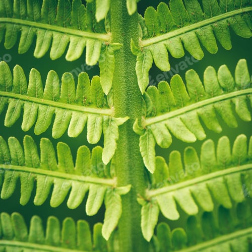 Preview: Young Spring Fern Leaves On Green Background In Wet Forest - Instant Vintage Square Photo