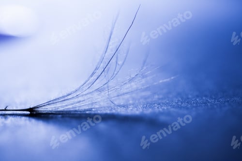 Preview: Macro, Abstract Composition With Colorful Water Drops On Dandelion Seeds