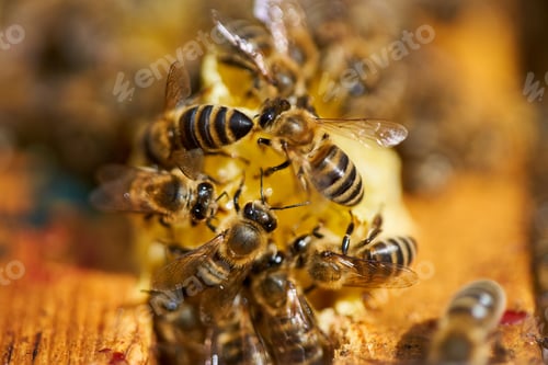 Preview: Bees Swarming And Feeding On The Comb Inside The Hive