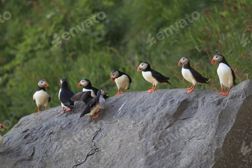 Preview: Atlantic Puffin Or Common Puffin, Fratercula Arctica, Norway