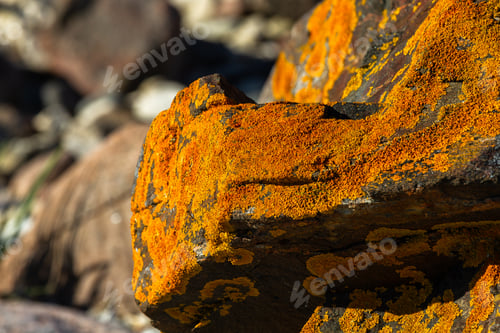 Preview: The Baltic Sea Rocky Coast