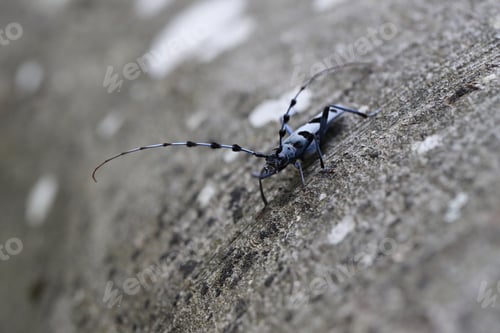 Preview: Rosalia Longicorn (Rosalia Alpina) Or Alpine Longhorn Beetle Swabian Jura Germany