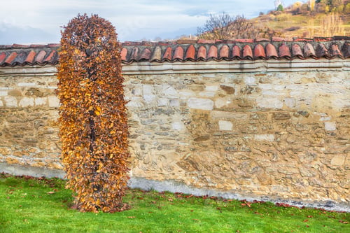 Preview: Decorative Bush In The Autumn , Near Medieval Wall