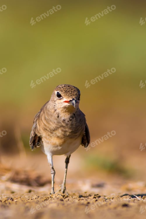Preview: Cute Bird Collared Pratincole. Warm Colors Nature Background. Collared Pratincole / Glareola