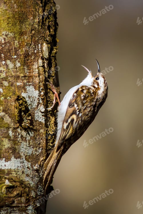 Preview: Amazing Bird Short Toed Treecreeper. Bird Climbs. Brown Nature Background. Certhia Brachydactyla