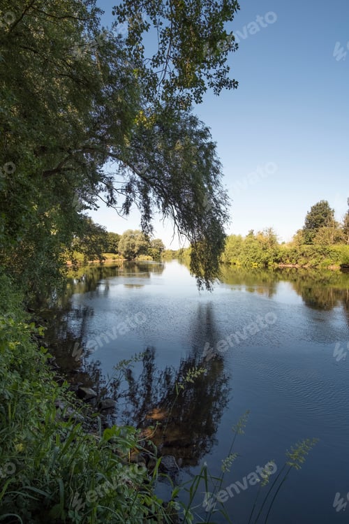 Preview: Overhanging Willow Tree By The River Trent At Thrumpton, Nottinghamshire, Uk