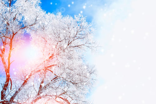 Preview: Frozen Winter Forest With Snow Covered Trees. Outdoor