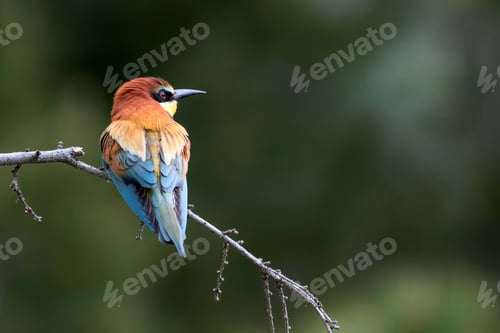 Preview: Colorful Bird. Green Nature Background. Bird: European Bee Eater. Merops Apiaster.