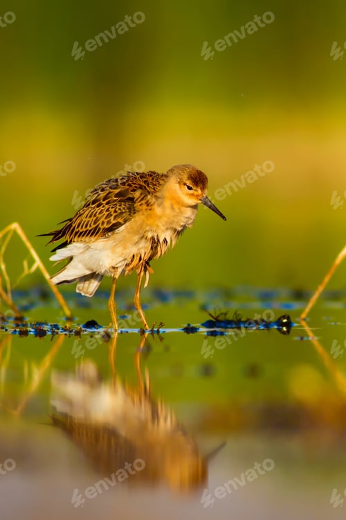 Preview: Cute Bird. Nature Background.
