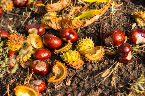 Preview: Autumn Leaves And Chestnuts On The Ground