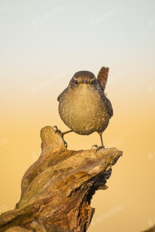 Preview: Cute Little Bird. Nature Background. One Of The Smallest Birds. Weight: 8-13G. Bird: Eurasian Wren