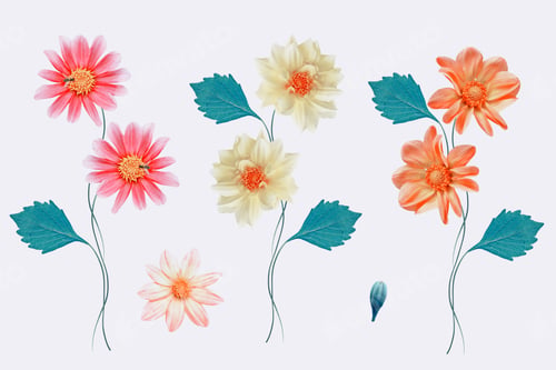 Preview: Colorful Bright Flower Dahlia Isolated On White Background.