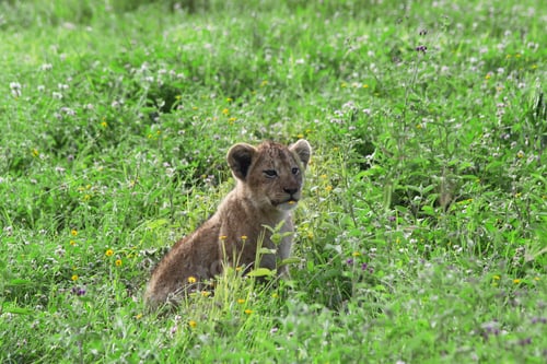 Preview: Lion Cub In The Grass In The Ngorongoro Crater, Tanzania