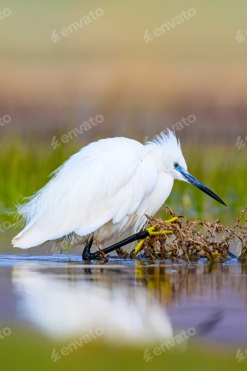 Preview: Heron. Bright Vivid Colors. Colorful Nature Background. Bird: Little Egret. Egretta Garzetta.