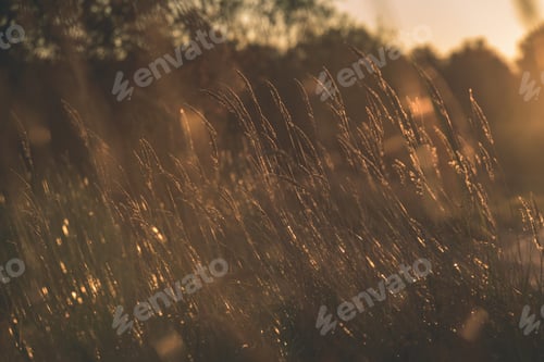 Preview: Autumn Grass Bents Against Dark Background In Warm Day In Sunset Light. Countryside. Golden Sun