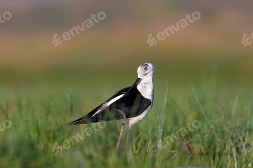 Preview: Beautiful Water Bird. Black Winged Stilt. Green Nature Habitat Background.