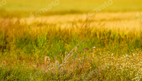 Preview: Yellow Green Nature And Camouflage Bird. Common Bird. Eurasian Stone Curlew. Burhinus Oedicnemus