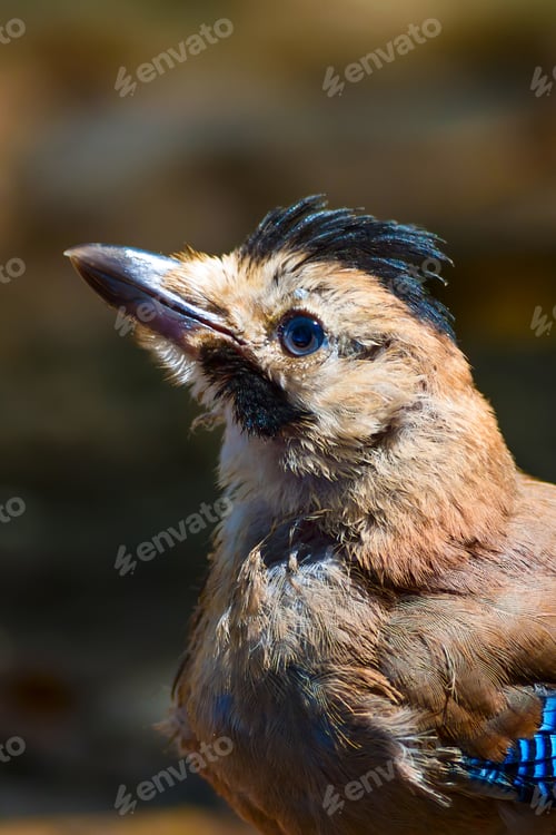 Preview: Cute Bird Portrait. Eurasian Jay. Garrulus Glandarius