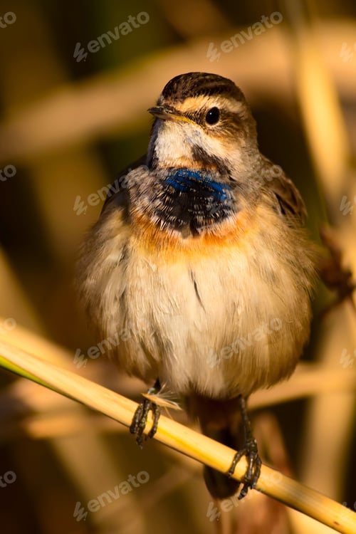 Preview: Cute Bird. Colorful Natural Background. Bird: Common Bird Bluethroat. Luscinia Svecica.