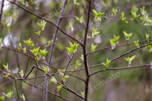Preview: First Fresh Green Leaves On Trees In Spring. Foliage