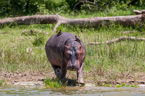 Preview: Hippopotamus At The Kazinga Channel In The National Park, Uganda