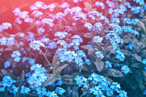 Preview: Me-Nots Wildflowers On The Background Of The Summer Landscape.