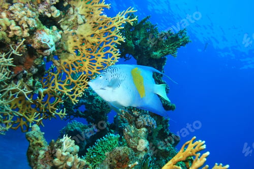 Preview: Yellowbar Angelfish (Pomacanthus Maculosus)