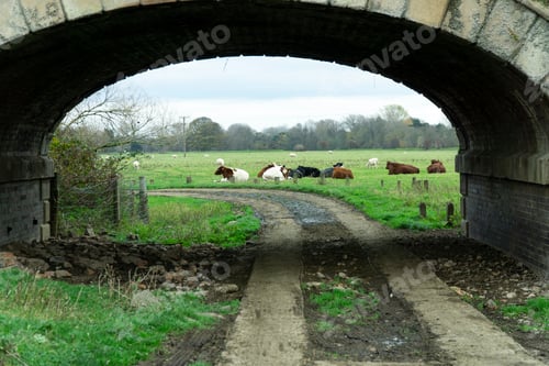 Preview: Farm Track Under A Bridge