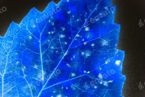 Preview: Texture With Rotten Leaves With Fibers
