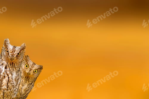 Preview: Cute Little Owl. Yellow Orange Nature Background. Isolated Owls: Eurasian Scops Owl. Otus Scops.