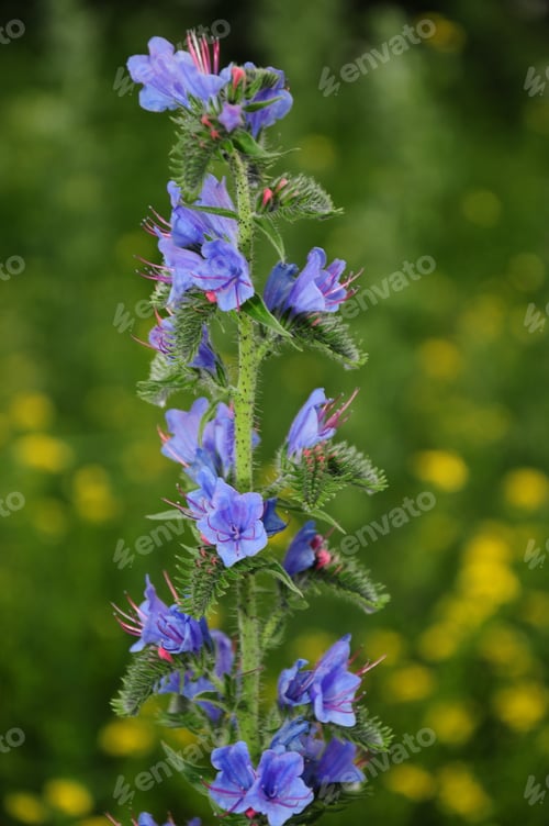 Preview: Viper'S Bugloss (Echium Vulgare)