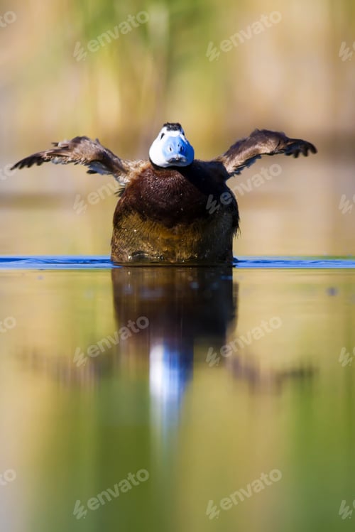 Preview: Swimming Duck. Colorful Lake Habitat Background. Bird: White Headed Duck. Oxyura Leucocephala.