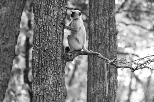 Preview: Gray Langur Also Known As Hanuman Langur In The Bandhavgarh National Park In India. Bandhavgarh Is