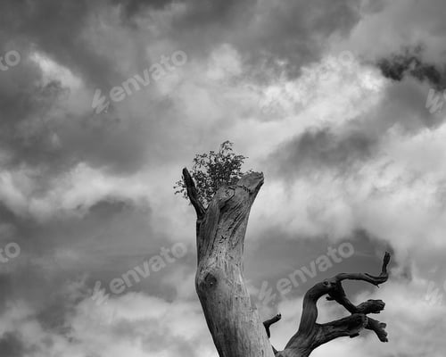 Preview: Solitary Tree