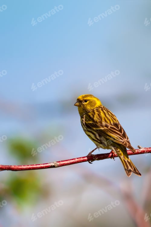 Preview: Cute Bird. Nature Background.