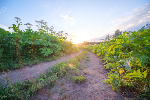 Preview: Endless Beautiful Country Gravel Road In Perspective With Dust And Sun Rays Above. Travel The Future