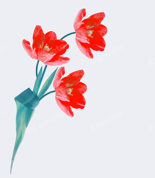 Preview: Spring Flowers Tulips Isolated On White Background.