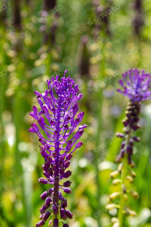 Preview: Muscari Comosum In Spring Garden. Growing Bulbs In The Garden. Purple Flowers. Rare Plants In The
